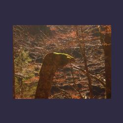 2012-10-20_Fall_AQUILA (057).JPG